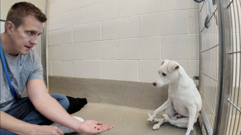 Sitting with dogs 81
